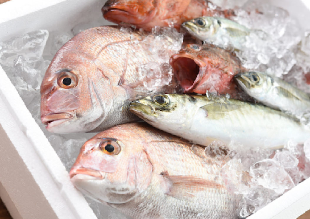 釣った魚のご自宅配送